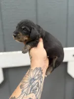 Longhaired Black/cream brindle Piebald , a male Miniature Dachshund for sale in Thomaston, GA – 5 of 7