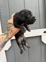Longhair Black/cream Male, a male Miniature Dachshund for sale in Thomaston, GA – 2 of 7