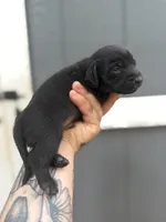 Longhaired Miniature (solid black) 2, a male Miniature Dachshund for sale in Thomaston, GA – 4 of 6