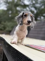 Longhaired Dapple Piebald, a male Miniature Dachshund for sale in Thomaston, GA – 5 of 5