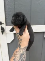 Shorthaired Miniature (solid black) 3, a male Miniature Dachshund for sale in Thomaston, GA – 2 of 6