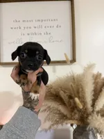 Black/tan Chiweenie, a female Chihuahua and Miniature Dachshund for sale in Thomaston, GA – 5 of 5