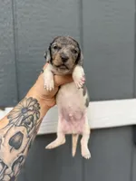Longhaired dapple (male 1), a male Miniature Dachshund for sale in Thomaston, GA – 4 of 6