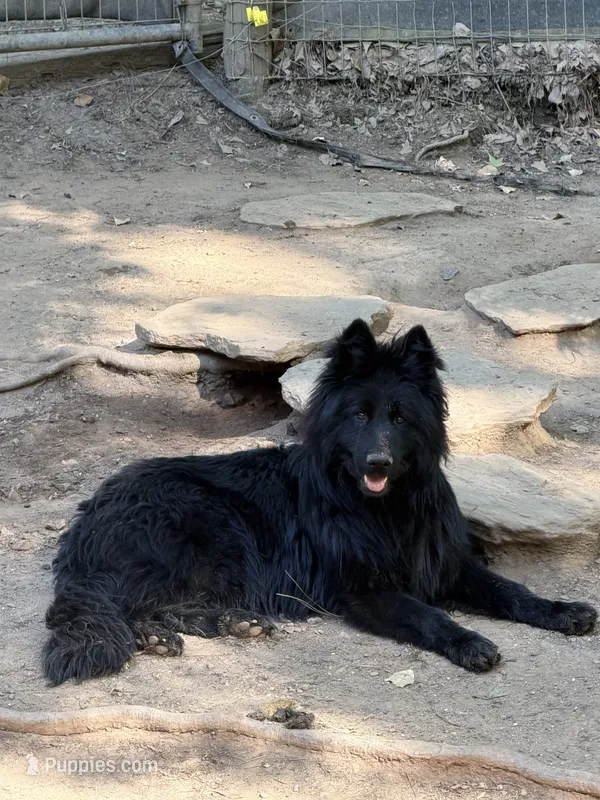 Solid black longcoat – German Shepherd Dog puppy for sale in Thomaston, GA
