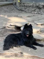 Solid black longcoat, a female German Shepherd Dog for sale in Thomaston, GA – 1 of 3
