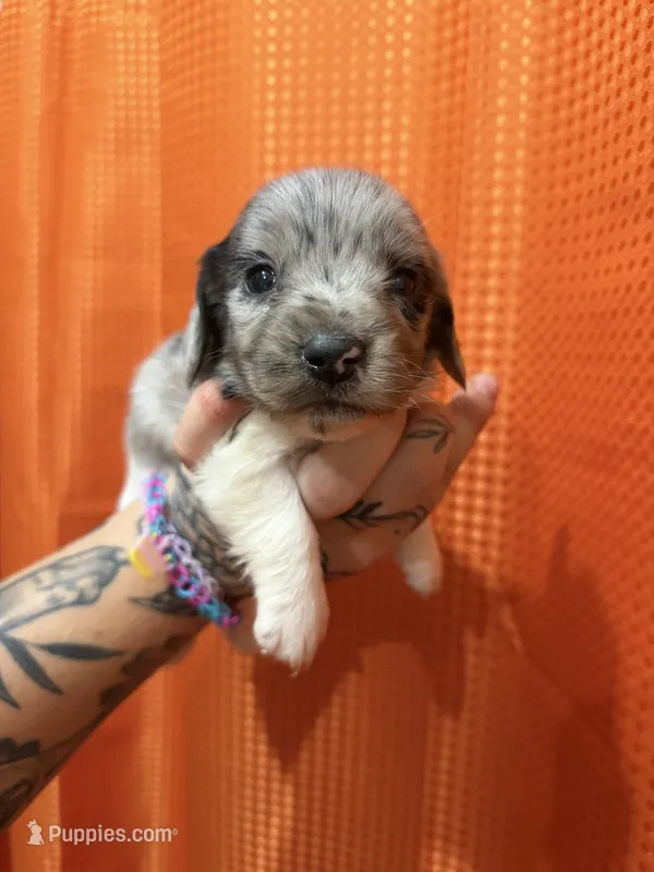 Longhaired Miniature Dapple piebald  – Miniature Dachshund puppy for sale in Thomaston, GA