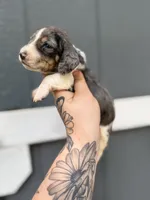 Longhaired Dapple pie (male 4), a male Miniature Dachshund for sale in Thomaston, GA – 4 of 6