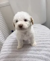 Miniature Poodle, a female Poodle - Miniature  for sale in Thomaston, GA – 3 of 3