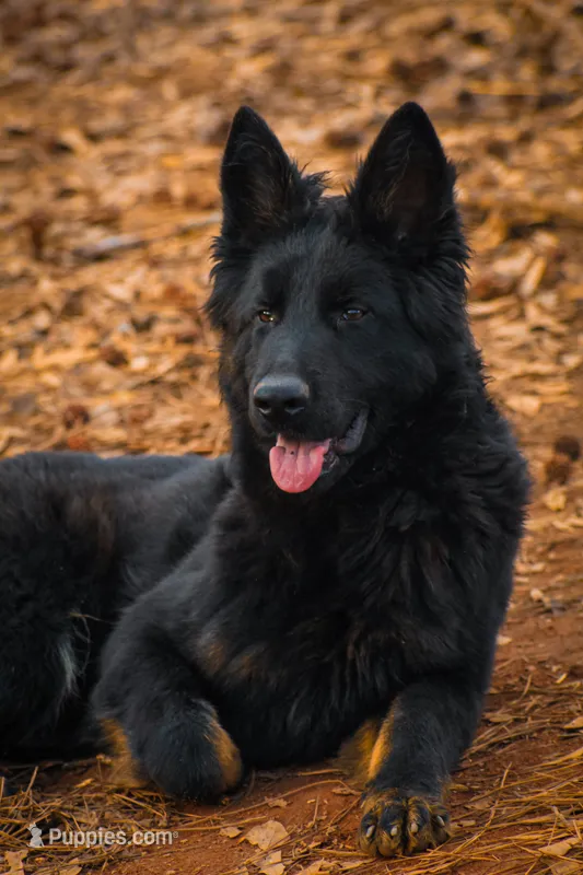 Longcoat Bicolor – German Shepherd Dog puppy for sale in Thomaston, GA