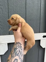 Longhair cream Male, a male Miniature Dachshund for sale in Thomaston, GA – 5 of 8