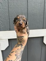 Longhair Dapple male (2), a male Miniature Dachshund for sale in Thomaston, GA – 2 of 7