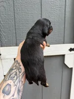 Longhair Black/tan female, a female Miniature Dachshund for sale in Thomaston, GA – 3 of 7