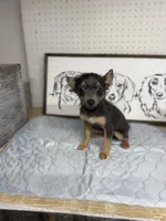 Longhaired Blue/tan applehead, a female Chihuahua for sale in Thomaston, GA – 3 of 3