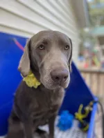 AKC Silver Labrador , a female Labrador Retriever for sale in Thomaston, GA – 2 of 3