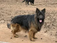 Longhair Black/red male, a male German Shepherd Dog for sale in Thomaston, GA – 1 of 5