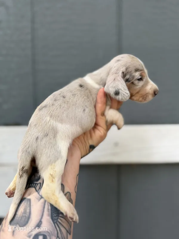 Shorthaired Dapple (male 2) – Miniature Dachshund puppy for sale in Thomaston, GA
