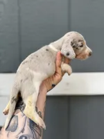 Shorthaired Dapple (male 2), a male Miniature Dachshund for sale in Thomaston, GA – 1 of 6