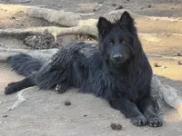 Longhaired Solid black male, a male German Shepherd Dog for sale in Thomaston, GA – 2 of 3
