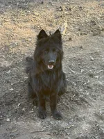 Longhaired Solid black male, a male German Shepherd Dog for sale in Thomaston, GA – 3 of 3