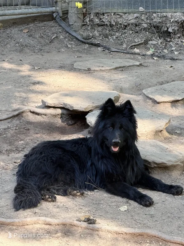 Longhaired Solid black male – German Shepherd Dog puppy for sale in Thomaston, GA