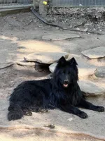 Longhaired Solid black male, a male German Shepherd Dog for sale in Thomaston, GA – 1 of 3