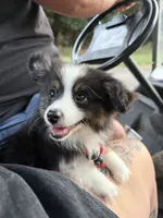 Toy tricolor Aussie , a male Toy Australian Shepherd for sale in Thomaston, GA – 2 of 4