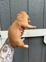 Longhair solid Cream Female, a female Miniature Dachshund for sale in Thomaston, GA – 2 of 7