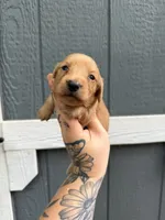 Longhair solid Cream Female, a female Miniature Dachshund for sale in Thomaston, GA – 4 of 7