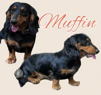 Longhair Black/cream Male, a male Miniature Dachshund for sale in Thomaston, GA – 5 of 7