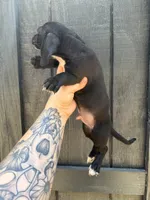 Black piebald Miniature (shorthair), a male Miniature Dachshund for sale in Thomaston, GA – 3 of 7