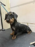 Wirehair Miniature Dachshund, a male Miniature Dachshund for sale in Thomaston, GA – 4 of 4