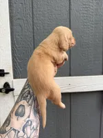 Longhair cream Male, a male Miniature Dachshund for sale in Thomaston, GA – 8 of 8