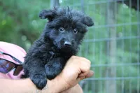 Solid black longcoat female, a female German Shepherd Dog for sale in Thomaston, GA – 4 of 4