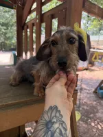 Shaded red Wirehair female, a female Miniature Dachshund for sale in Thomaston, GA – 4 of 5