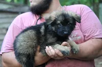 Dark sable female longcoat , a female German Shepherd Dog for sale in Thomaston, GA – 2 of 5
