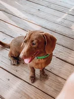 Shorthaired Miniature (solid black) 3, a male Miniature Dachshund for sale in Thomaston, GA – 4 of 6