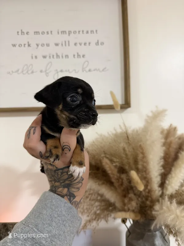 Black/tan Chiweenie – Chihuahua, Miniature Dachshund puppy for sale in Thomaston, GA