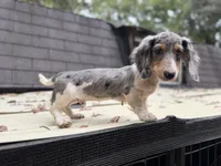Longhaired Dapple Piebald, a male Miniature Dachshund for sale in Thomaston, GA – 4 of 5