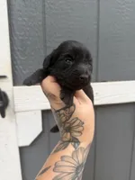 Longhaired Miniature (solid black) 1, a male Miniature Dachshund for sale in Thomaston, GA – 5 of 7