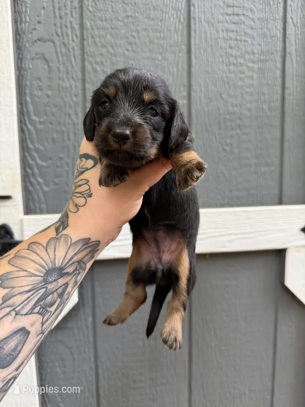 Longhair Black/tan female – Miniature Dachshund puppy for sale in Thomaston, GA