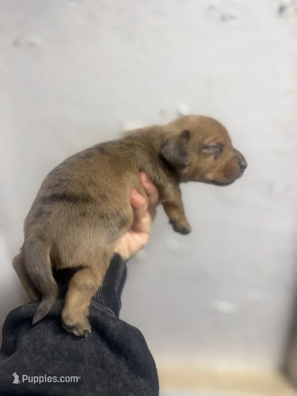 Cream dapple Shorthair