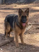 Black/red longcoat male, a male German Shepherd Dog for sale in Thomaston, GA – Photo 4 of 4