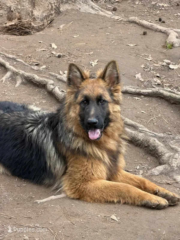 Black/red longcoat male – German Shepherd Dog puppy for sale in Thomaston, GA