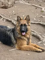 Black/red longcoat male, a male German Shepherd Dog for sale in Thomaston, GA – Photo 1 of 4