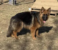 Black/red longcoat male, a male German Shepherd Dog for sale in Thomaston, GA – Photo 3 of 4