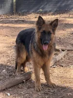 Black/red longcoat male, a male German Shepherd Dog for sale in Thomaston, GA – Photo 2 of 4