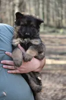 Dark sable Longcoat female, a female German Shepherd Dog for sale in Thomaston, GA – 3 of 5