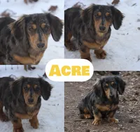 Longhair Dapple Piebald, a male Miniature Dachshund for sale in Barnesville, GA – Photo 7 of 8