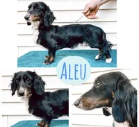 Longhair Dapple Piebald, a male Miniature Dachshund for sale in Barnesville, GA – Photo 8 of 8