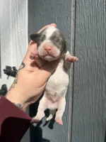 Longhair Dapple Piebald, a male Miniature Dachshund for sale in Barnesville, GA – Photo 6 of 8